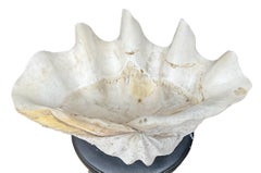 Antique Monumental Clam Shell Resting On Antique Wrought Iron Plant Stand