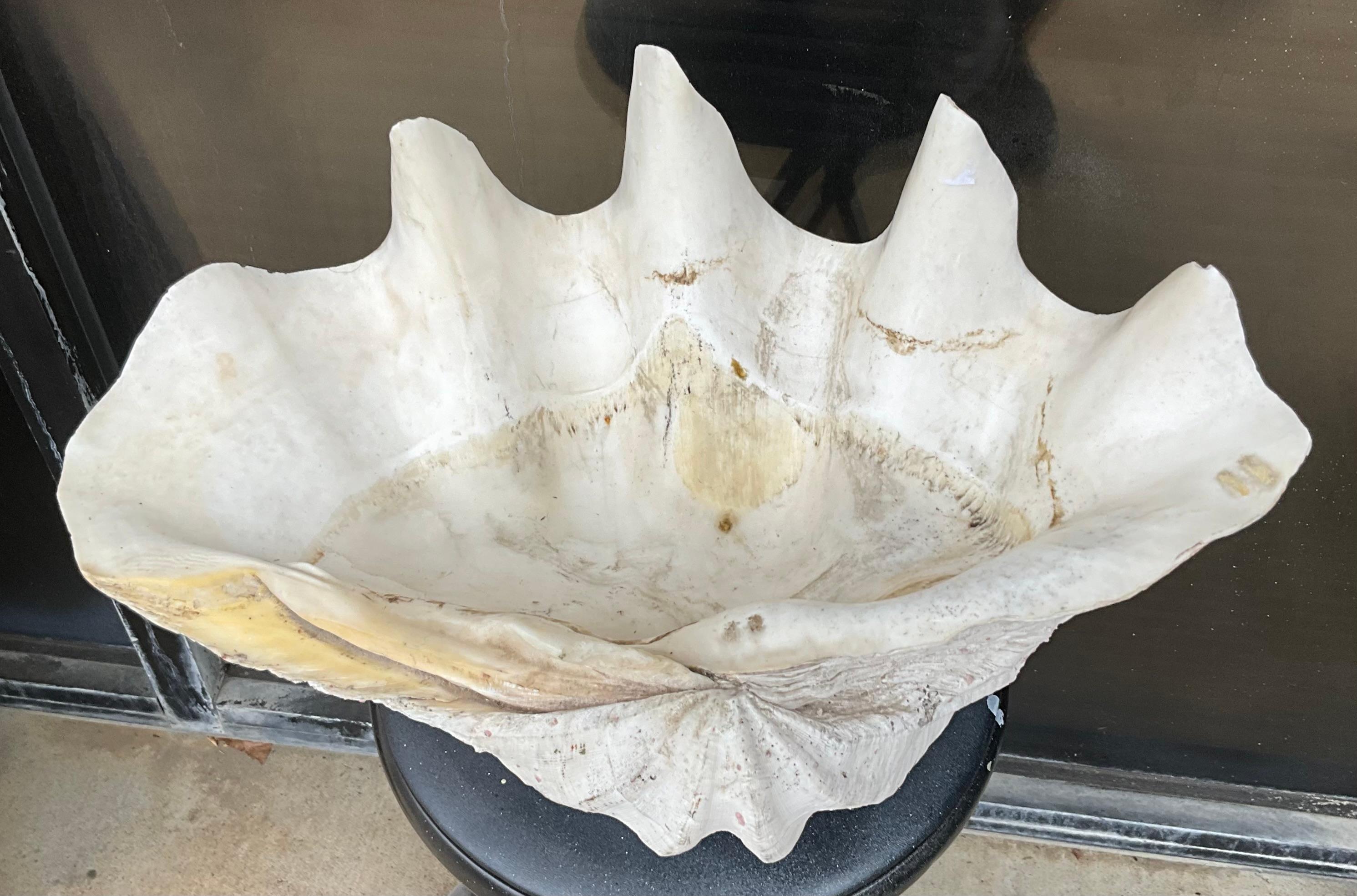 Conchiglia Antica conchiglia monumentale appoggiata su un antico supporto per piante in ferro battuto in vendita