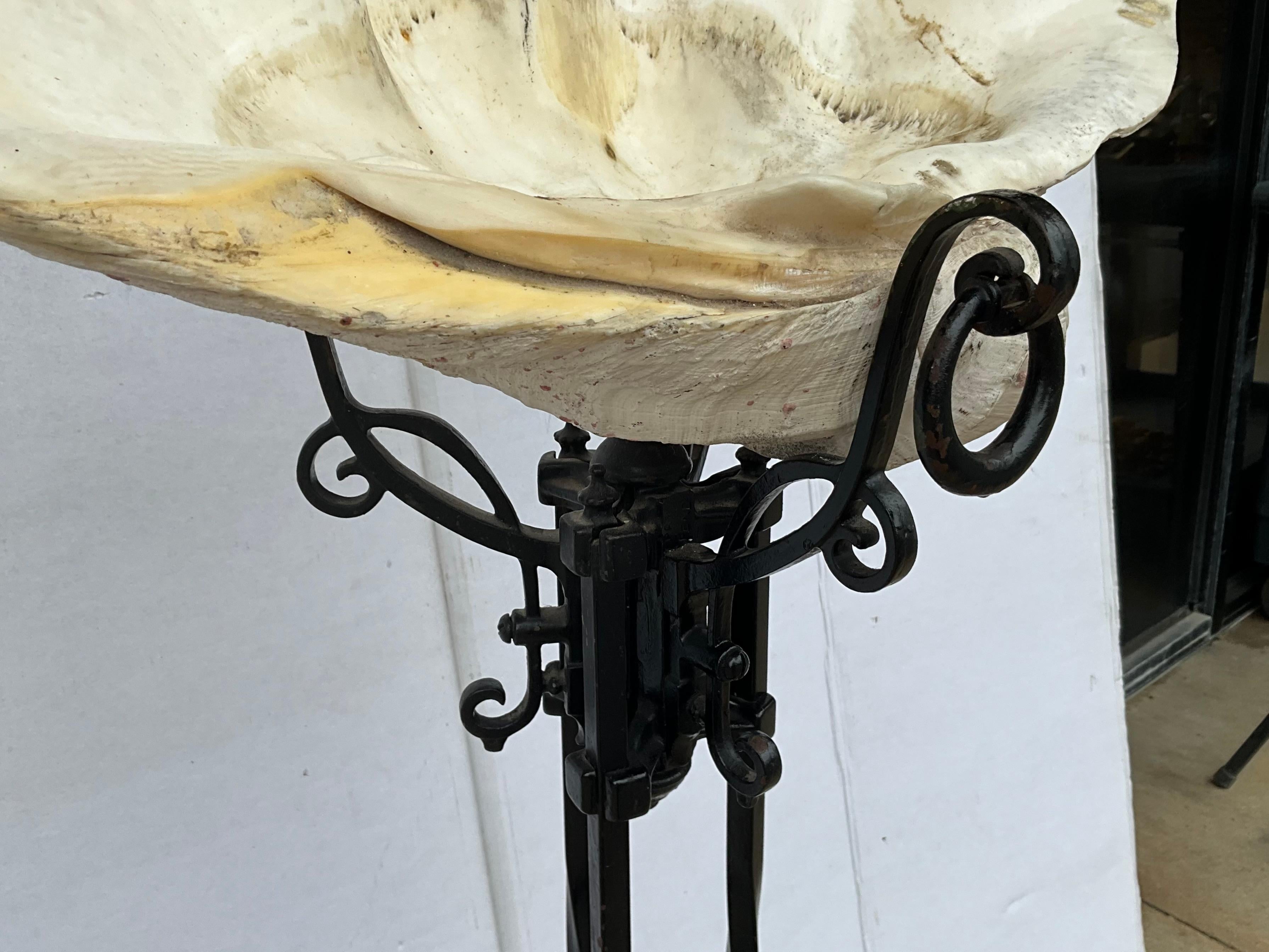 Antique Monumental Clam Shell Resting On Antique Wrought Iron Plant Stand  For Sale 2