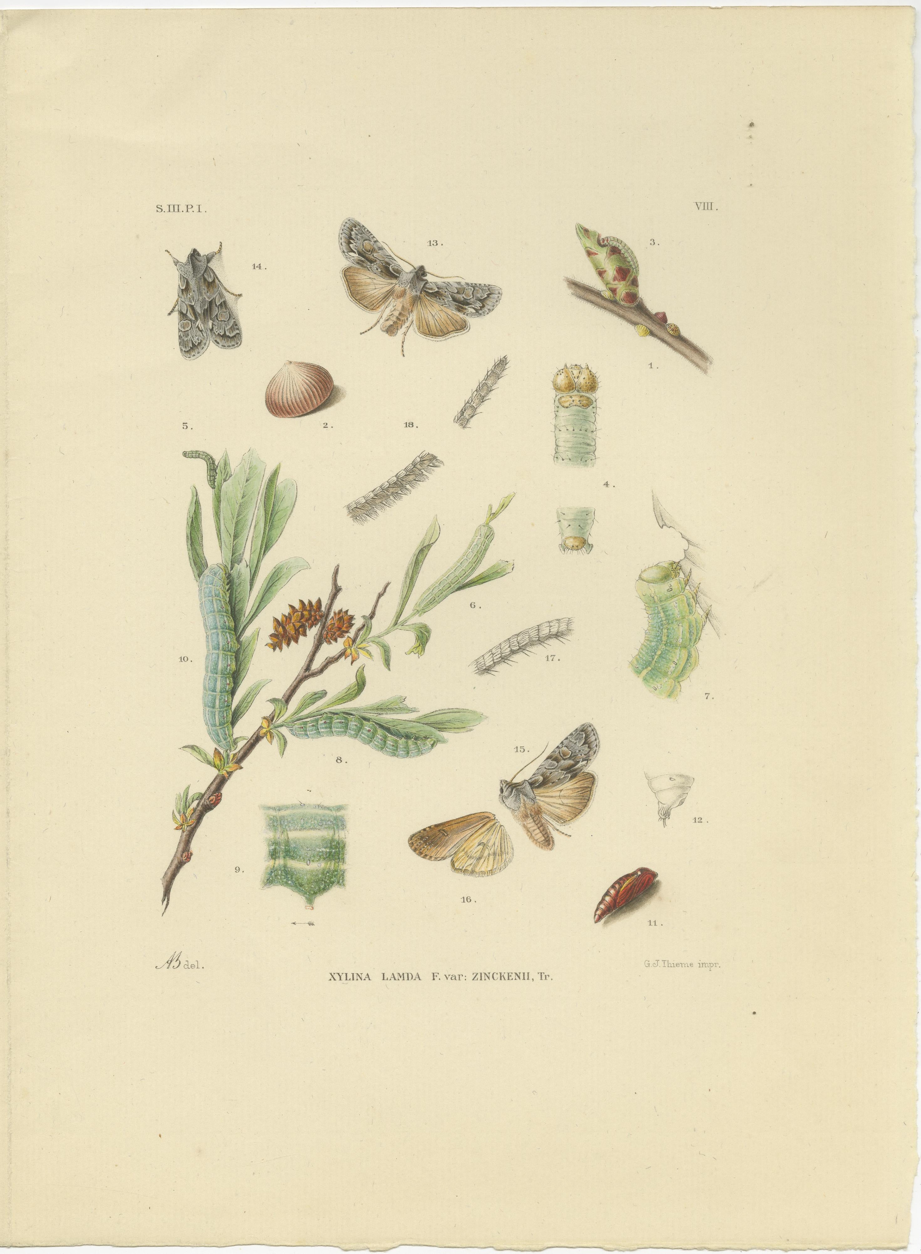 Antique Moth Pair Xylina Lambda Ortholithia by Sepp & Brants - Handcolor, 1905
