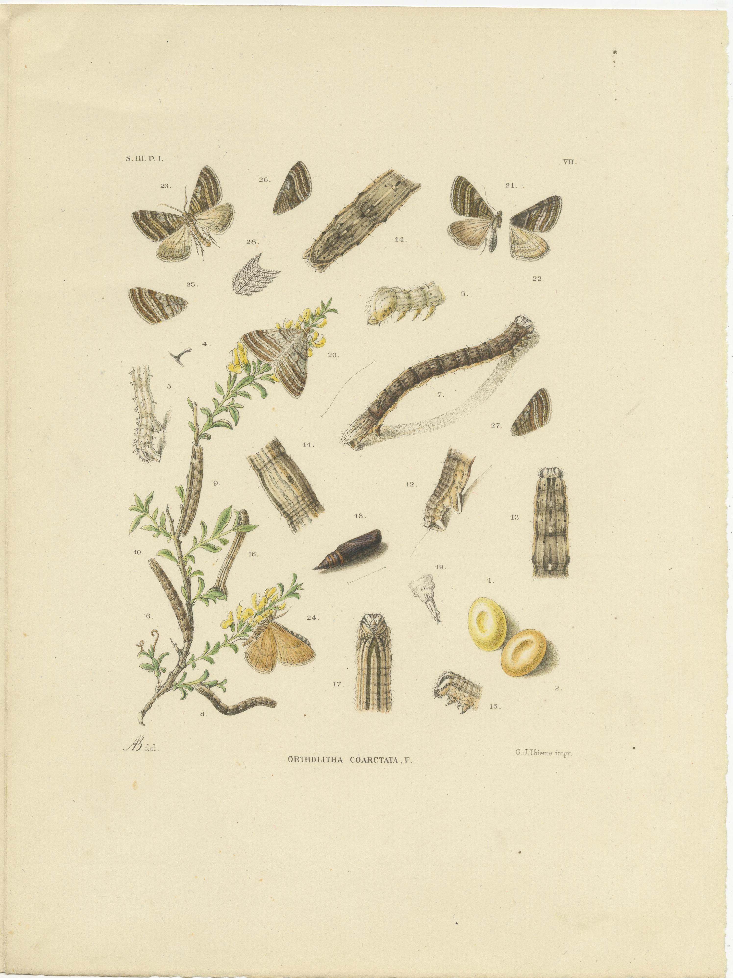 Antique Moth Pair Xylina Lambda Ortholithia by Sepp & Brants - Handcolor, 1905
