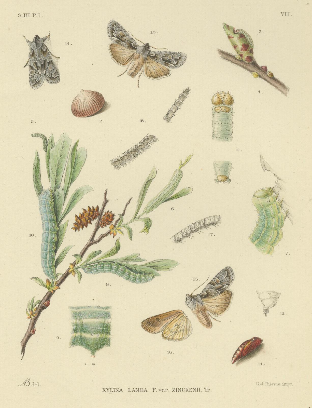 Antique Moth Pair Xylina Lambda Ortholithia by Sepp & Brants - Handcolor, 1905