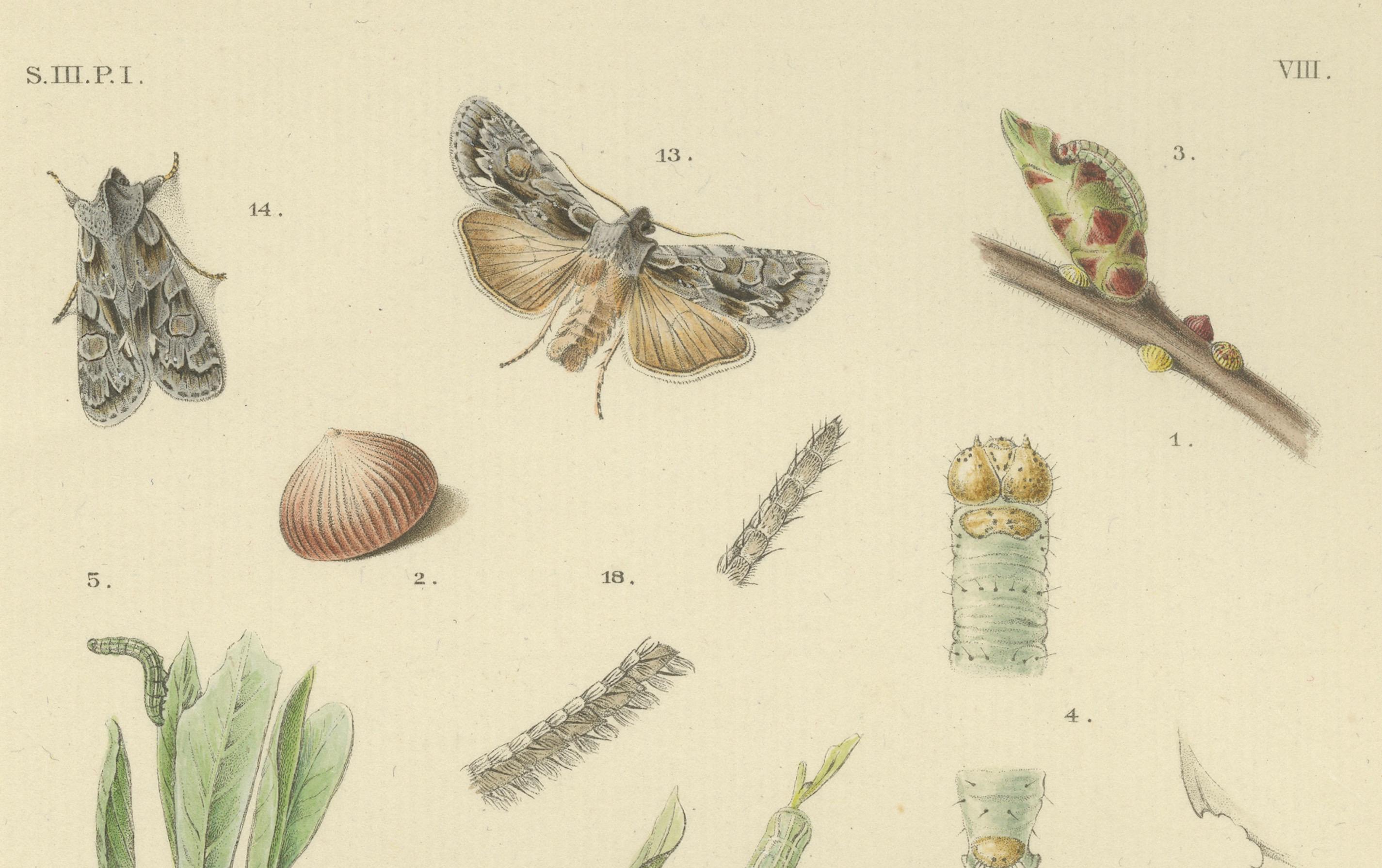 Antique Moth Pair Xylina Lambda Ortholithia by Sepp & Brants - Handcolor, 1905