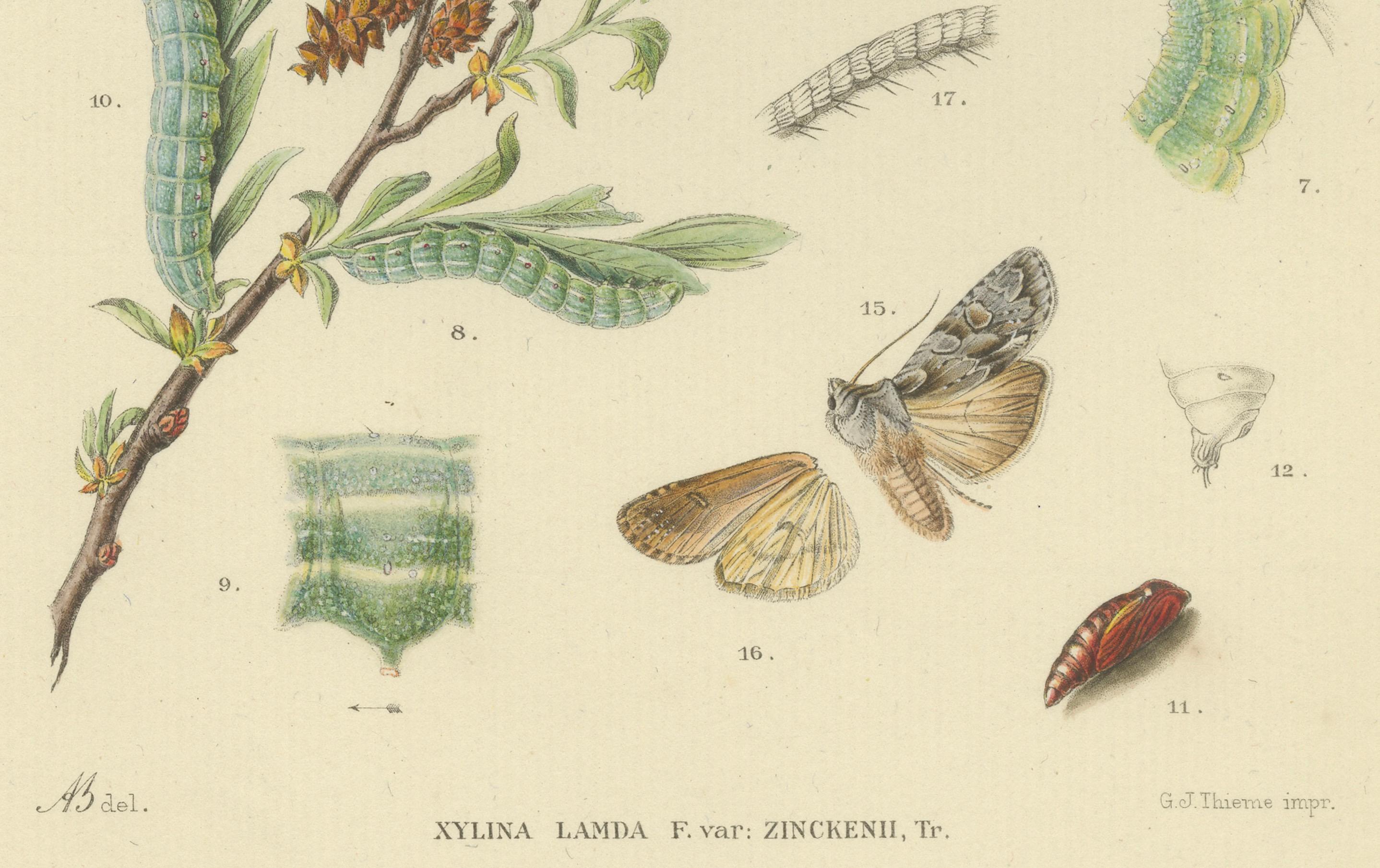 Antique Moth Pair Xylina Lambda Ortholithia by Sepp & Brants - Handcolor, 1905