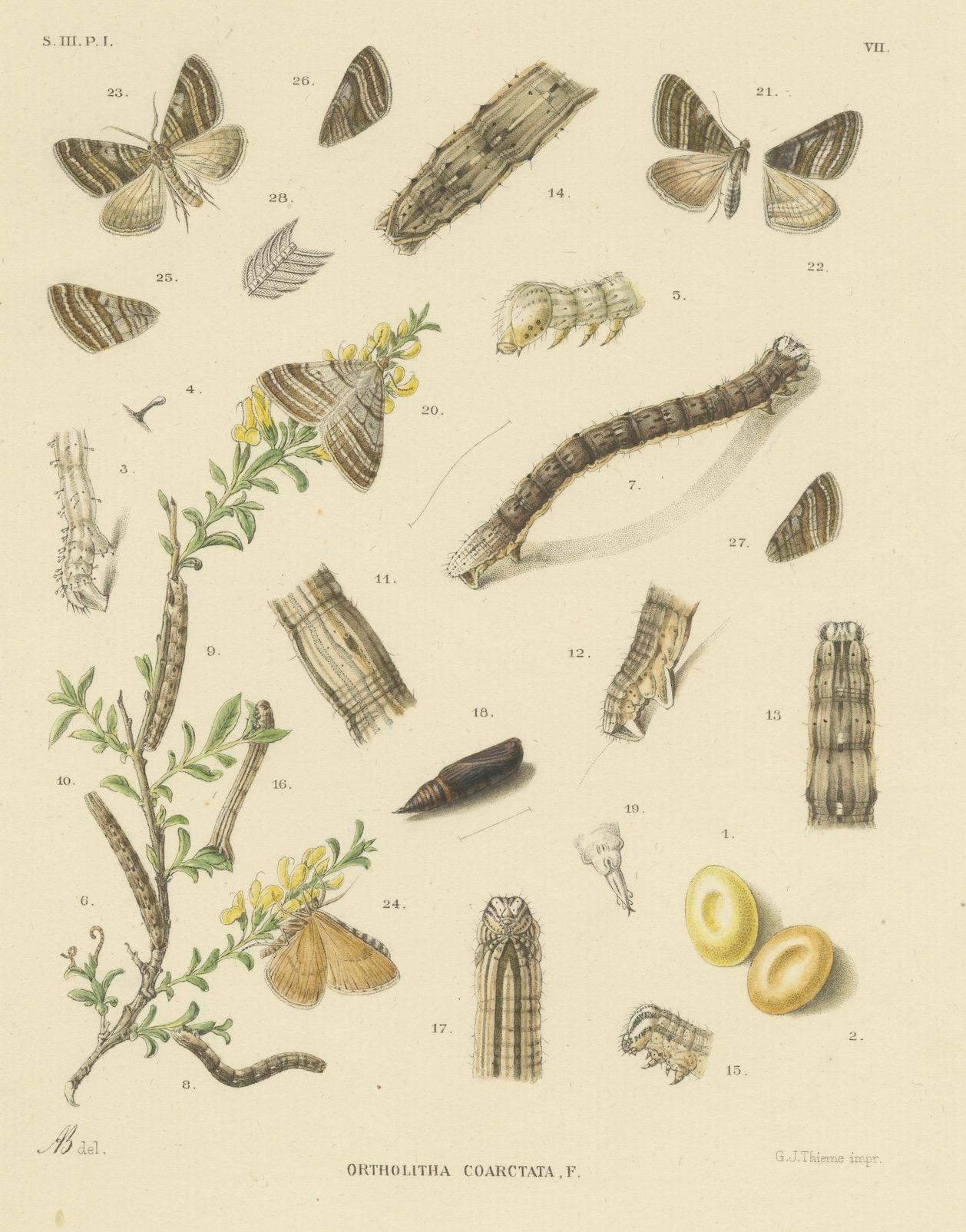 Antique Moth Pair Xylina Lambda Ortholithia by Sepp & Brants - Handcolor, 1905