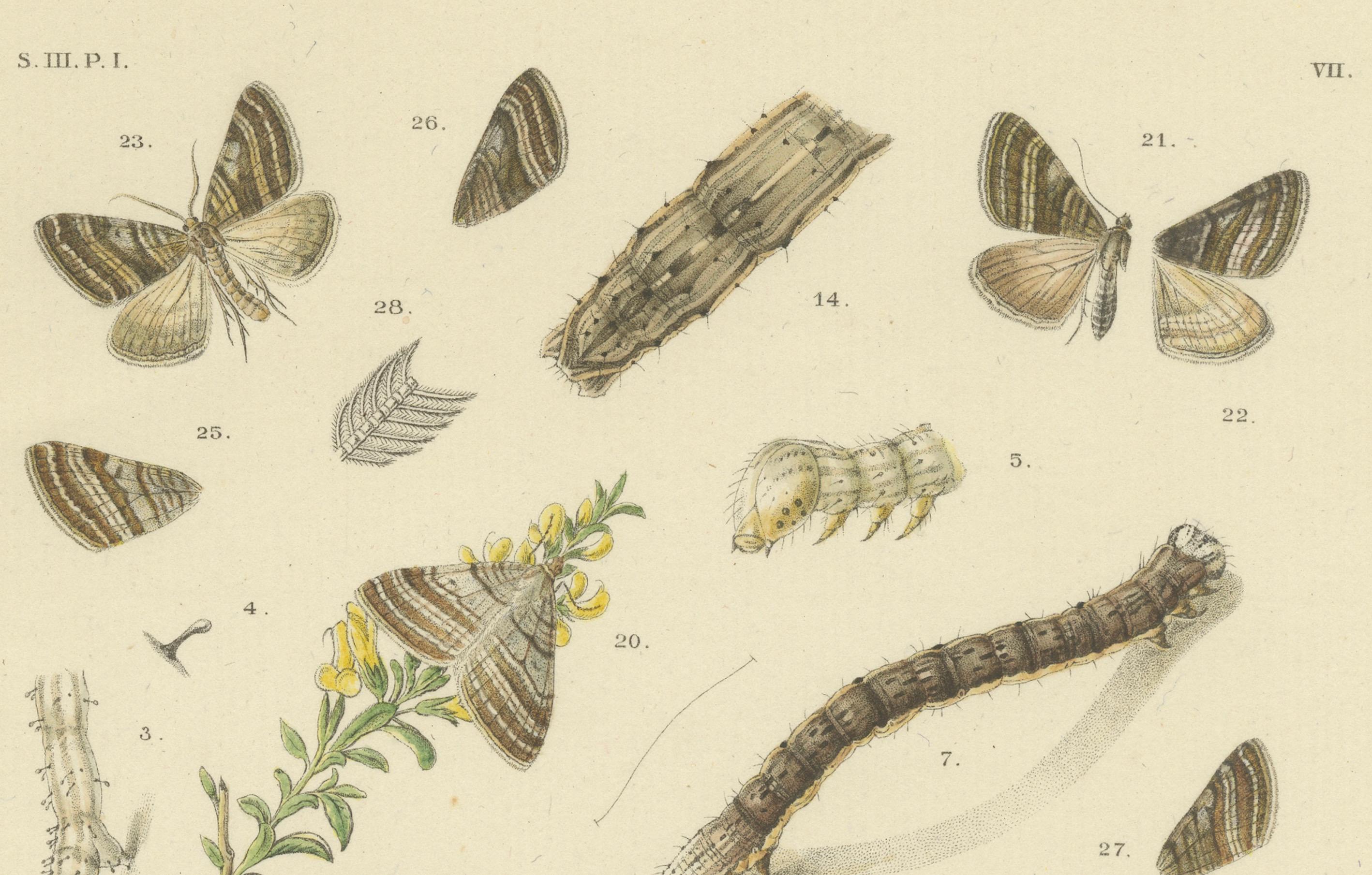 Antique Moth Pair Xylina Lambda Ortholithia by Sepp & Brants - Handcolor, 1905