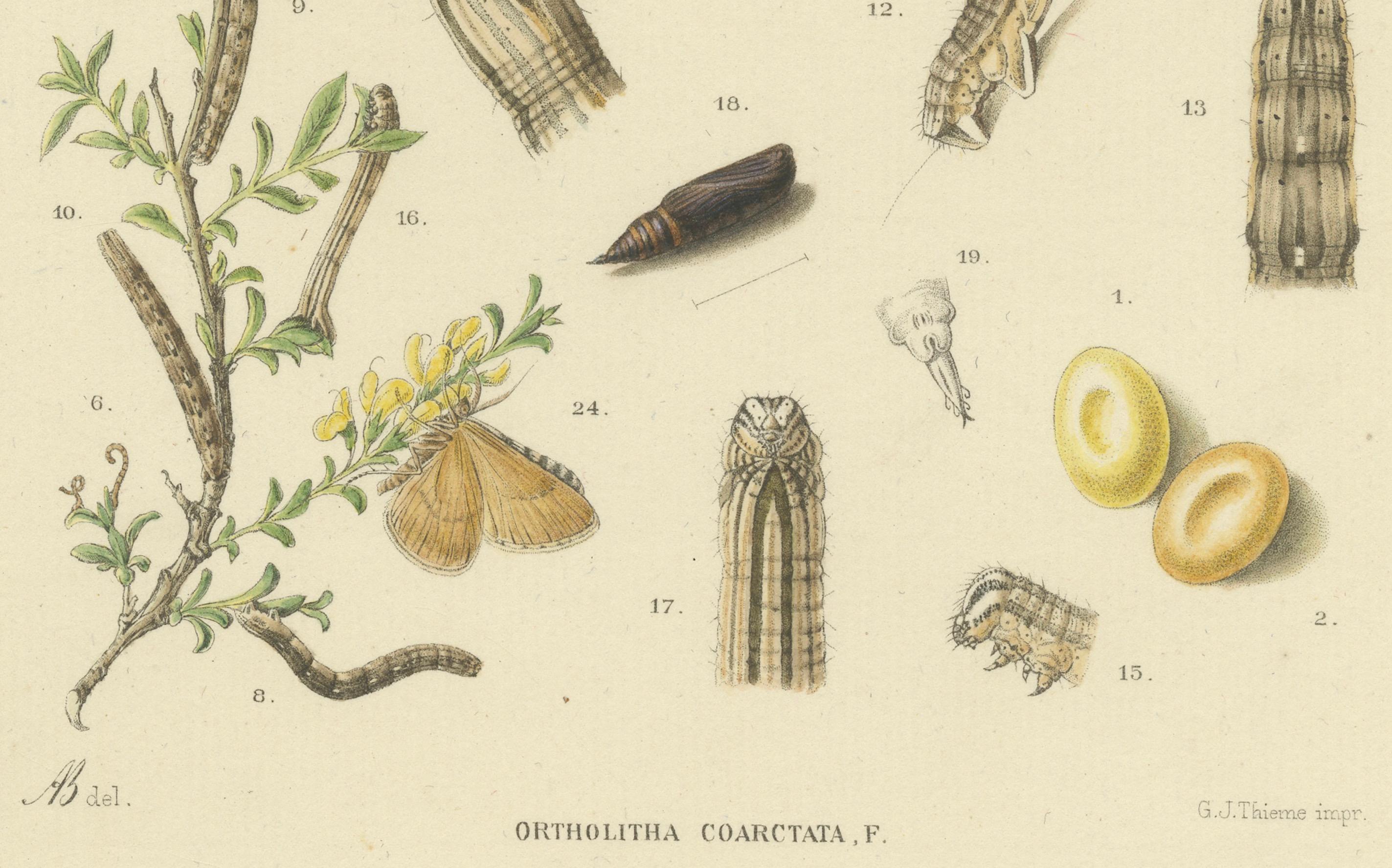 Antique Moth Pair Xylina Lambda Ortholithia by Sepp & Brants - Handcolor, 1905