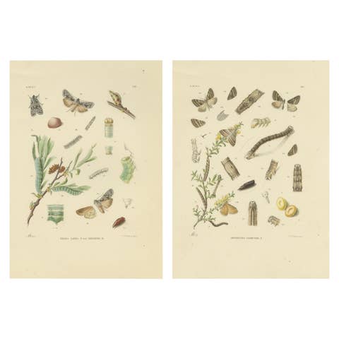 Antique Moth Pair Xylina Lambda Ortholithia by Sepp & Brants - Handcolor, 1905