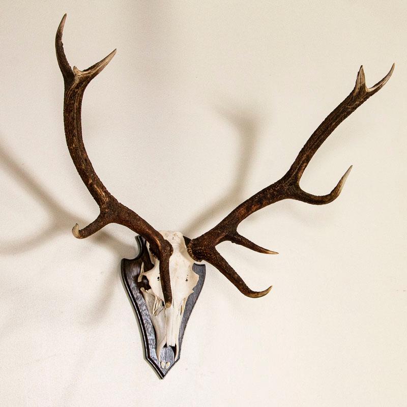 This attractive 10 point antler rack has an impressive 3' spread. It hangs on a traditional oak mount. Enlarge the photos to appreciate the color and texture of the European red deer antlers.