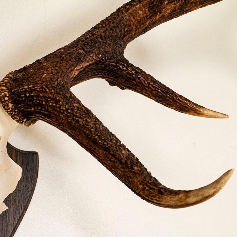 Danish Antique Mount of European Red Stag Antlers with 10 Points