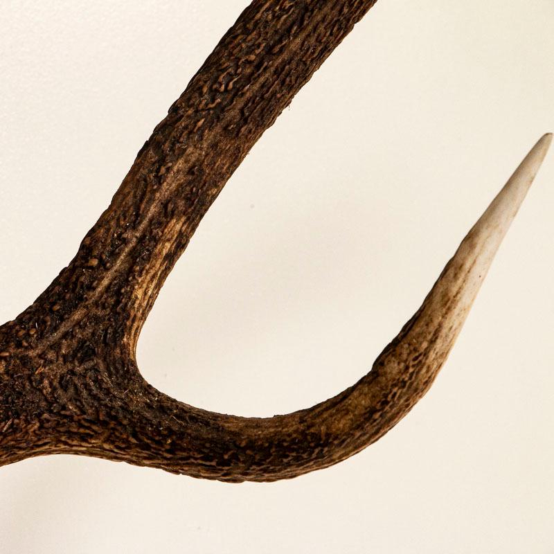 Antique Mount of European Red Stag Antlers with 10 Points In Good Condition In Round Top, TX