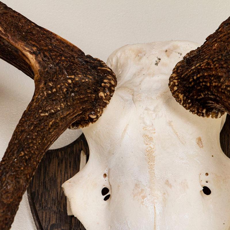 20th Century Antique Mount of European Red Stag Antlers with 10 Points