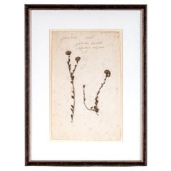 Spécimen botanique ancien monté et encadré