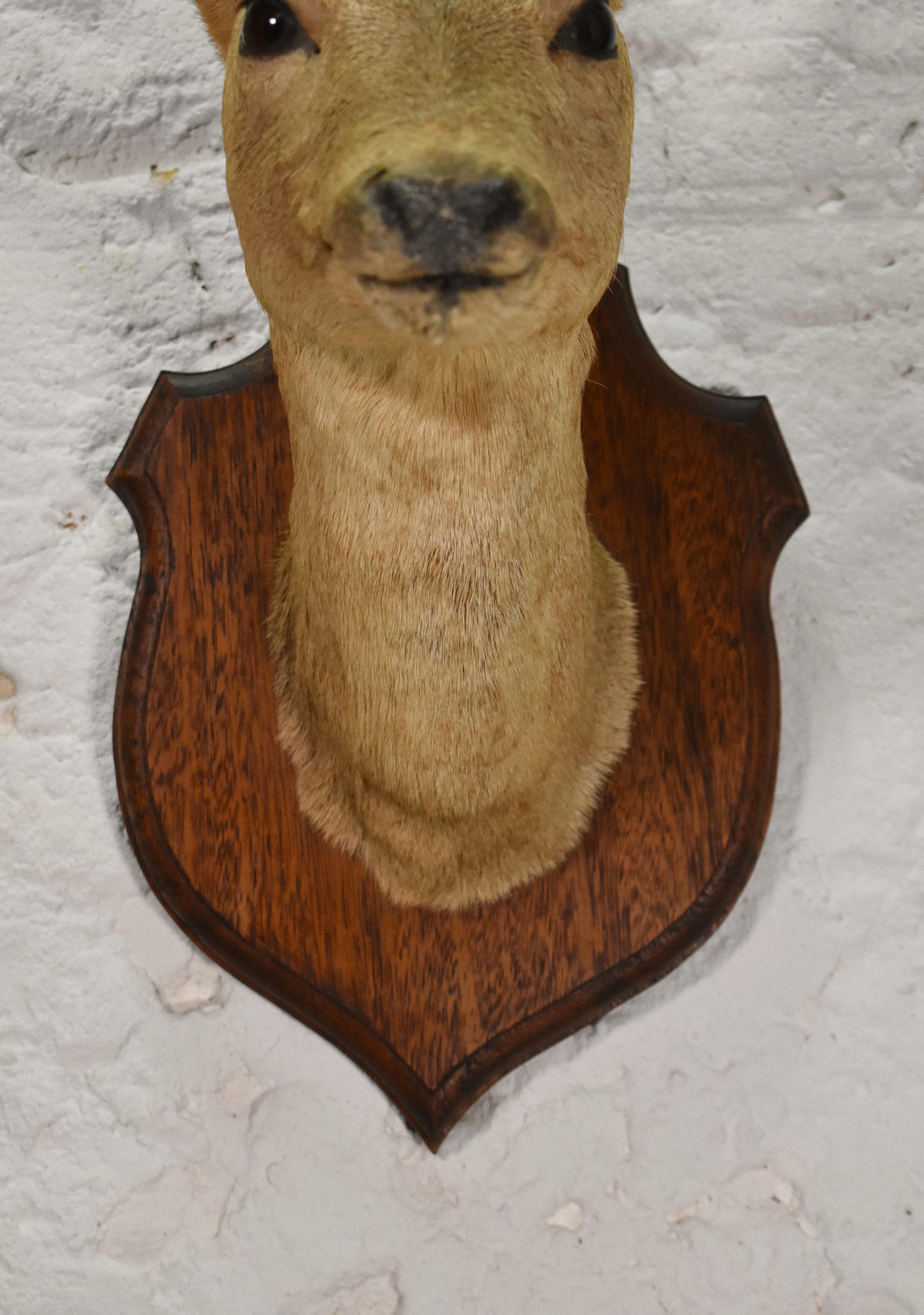Antike Mounted Taxidermie Roebuck Hirschkopf im Zustand „Gut“ im Angebot in SAINTE-COLOMBE, FR