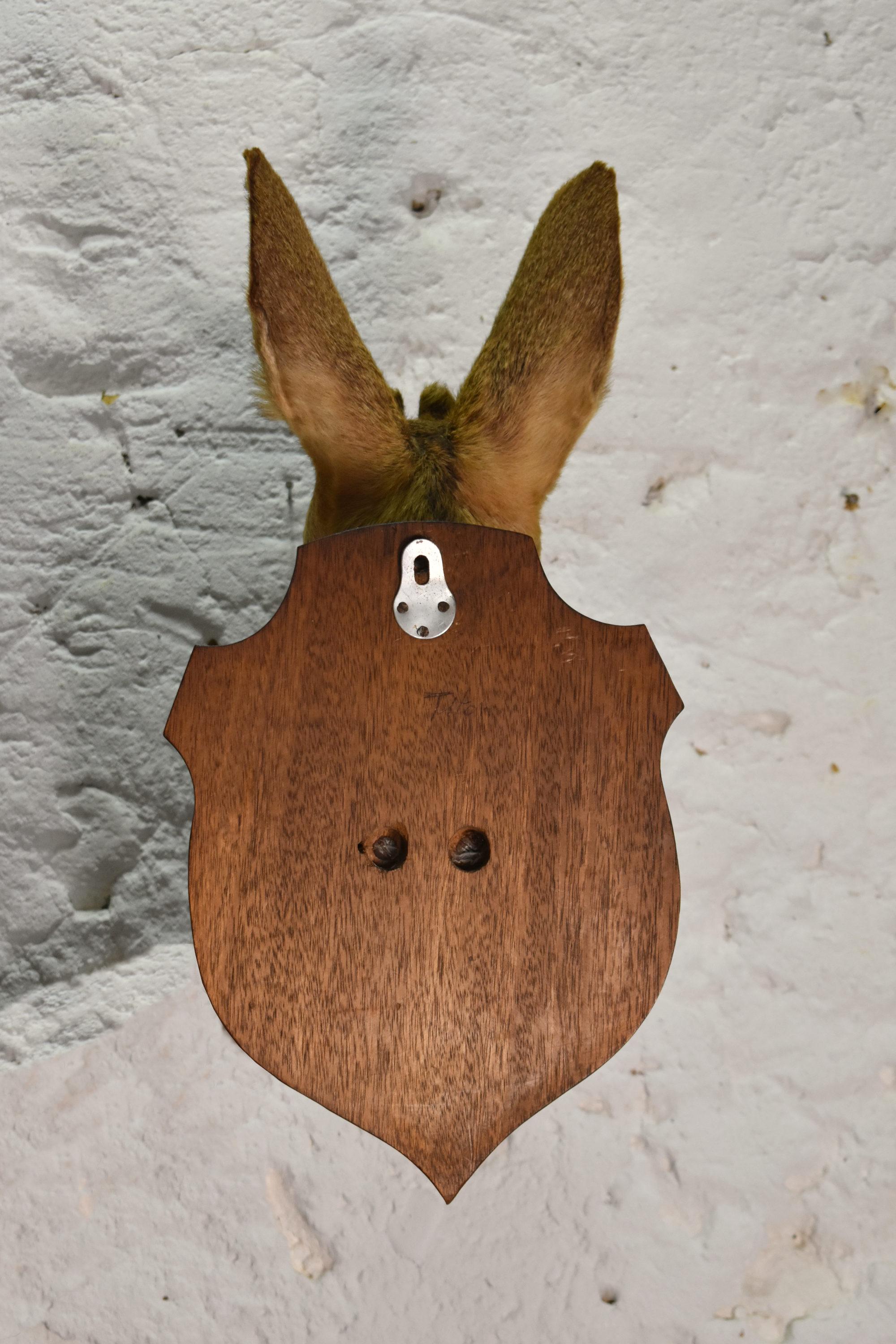 Antike Mounted Taxidermie Roebuck Hirschkopf (19. Jahrhundert) im Angebot