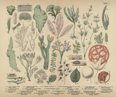 Antique Mushroom Plate – European Fungi Study, Botanical Lithograph 1885