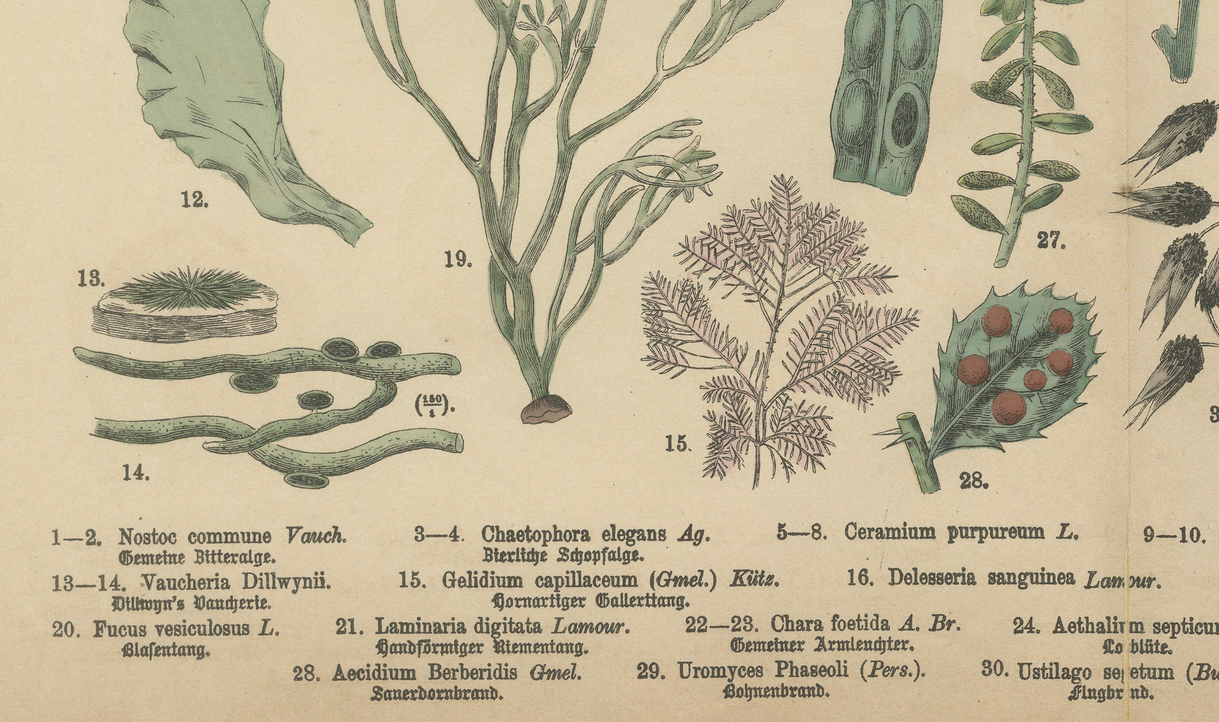 Antique Mushroom Plate – European Fungi Study, Botanical Lithograph 1885