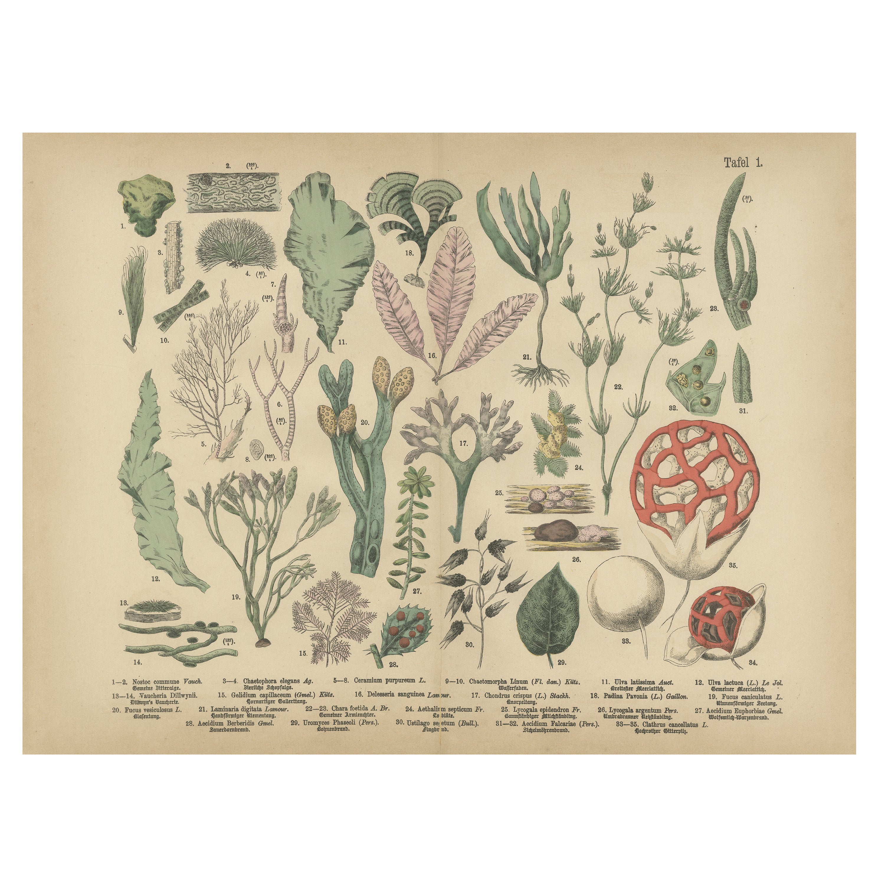 Antique Mushroom Plate – European Fungi Study, Botanical Lithograph 1885