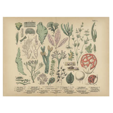 Antique Mushroom Plate – European Fungi Study, Botanical Lithograph 1885
