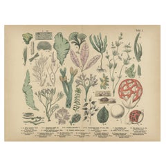 Antique Mushroom Plate – European Fungi Study, Botanical Lithograph 1885