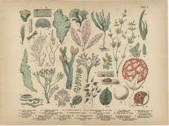 Antique Mushroom Plate – European Fungi Study, Botanical Lithograph 1885