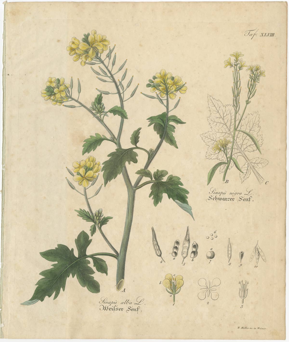 Antique Mustard Botanical Print, Sinapis Alba & Nigra, c.1831
