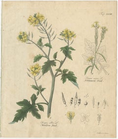 Antique Mustard Botanical Print, Sinapis Alba & Nigra, c.1831