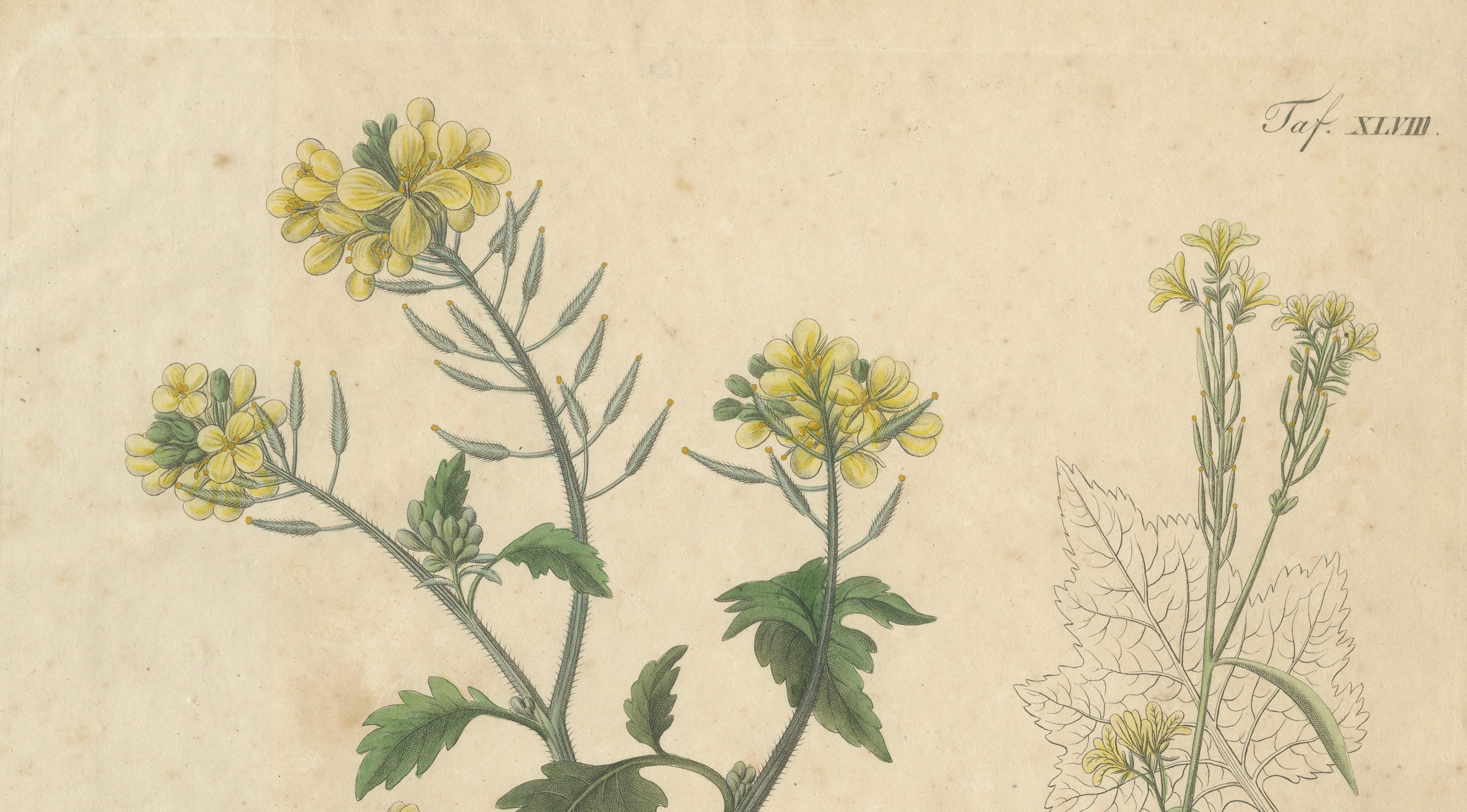 Antique Mustard Botanical Print, Sinapis Alba & Nigra, c.1831