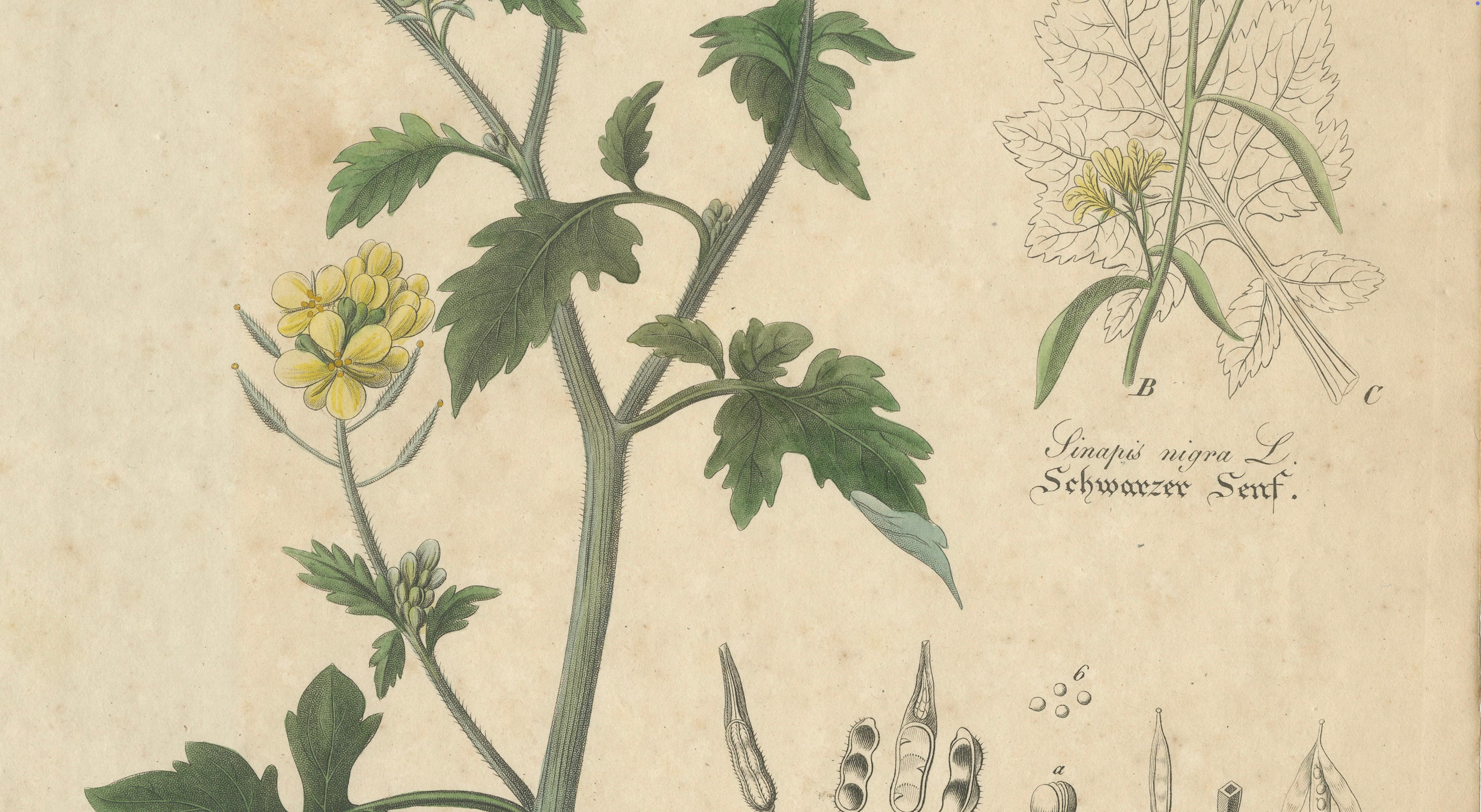 Antique Mustard Botanical Print, Sinapis Alba & Nigra, c.1831