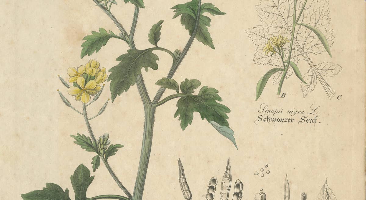 Antique Mustard Botanical Print, Sinapis Alba & Nigra, c.1831