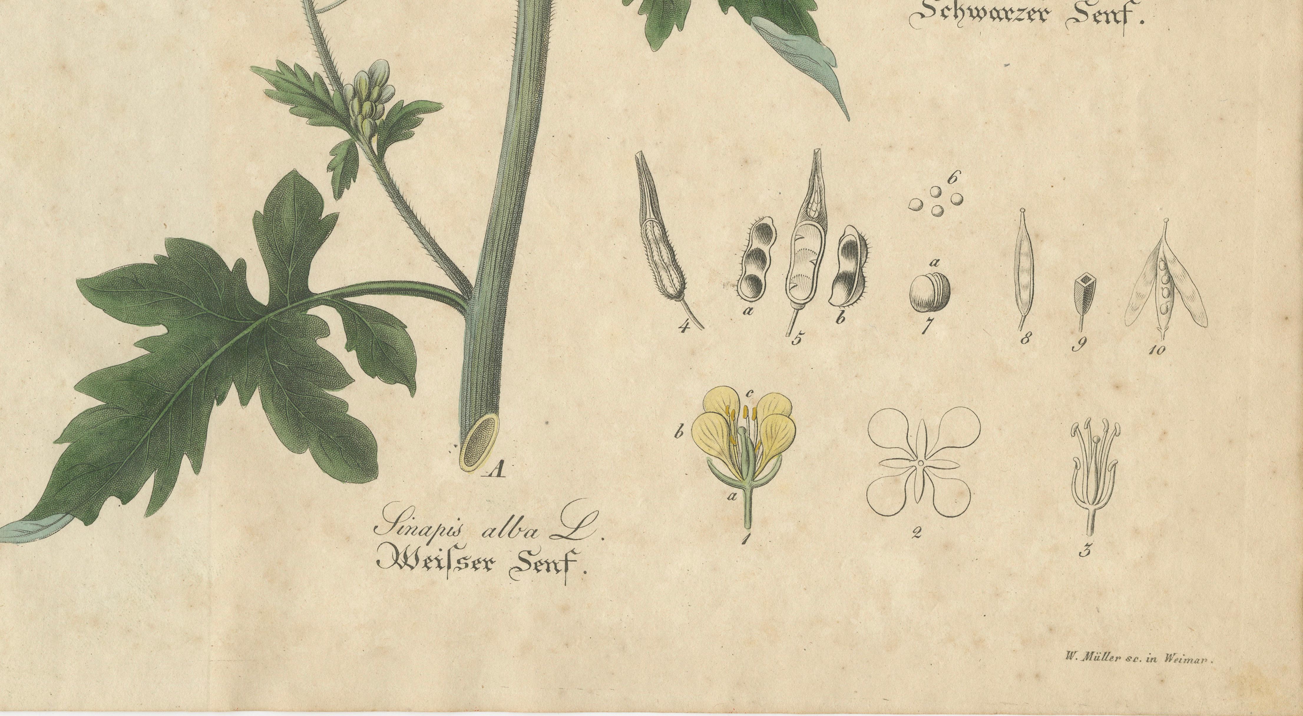 Antique Mustard Botanical Print, Sinapis Alba & Nigra, c.1831
