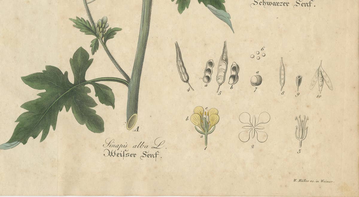 Antique Mustard Botanical Print, Sinapis Alba & Nigra, c.1831