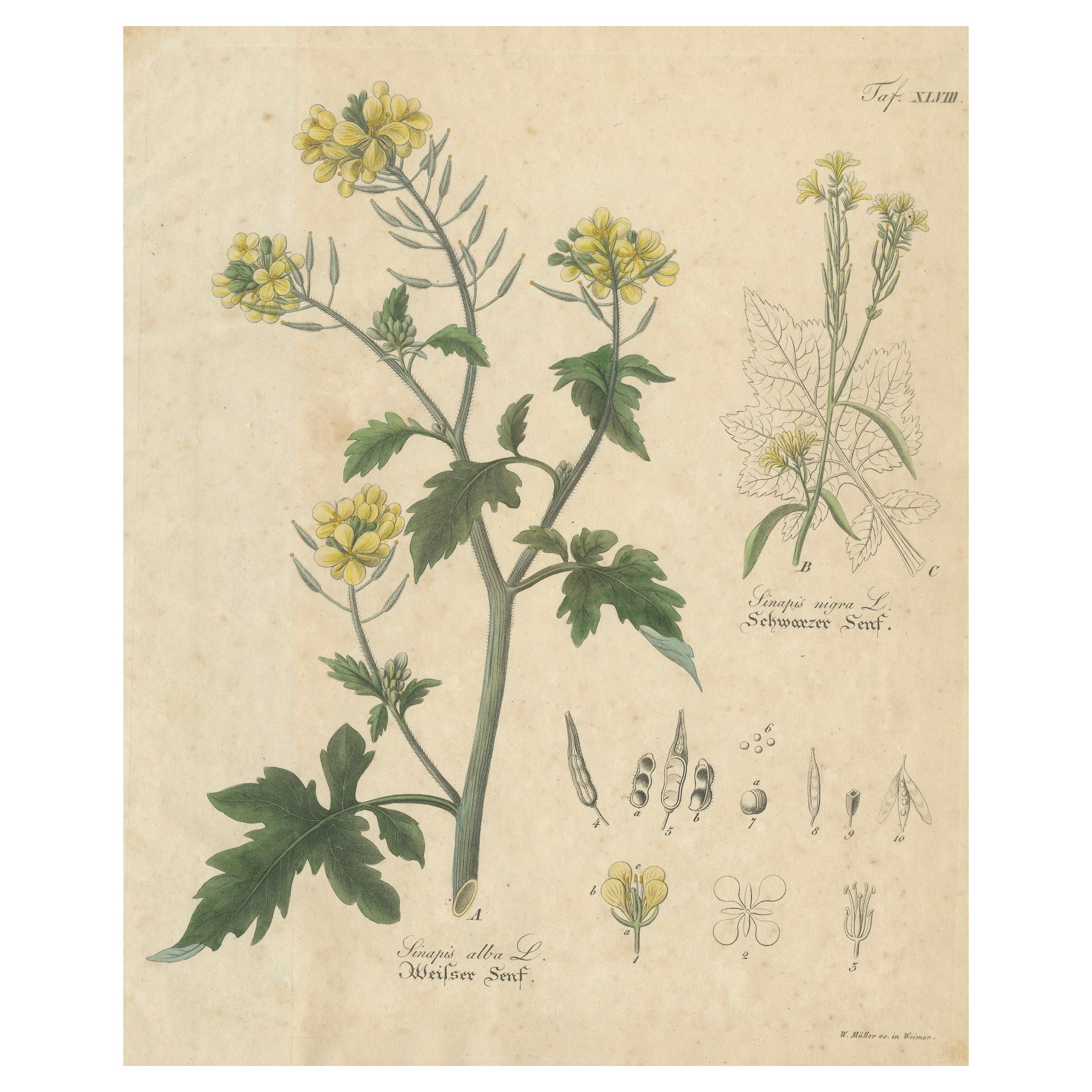 Antique Mustard Botanical Print, Sinapis Alba 
Nigra, c.1831 For Sale
