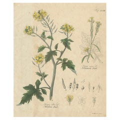 Antique Mustard Botanical Print, Sinapis Alba 
Nigra, c.1831