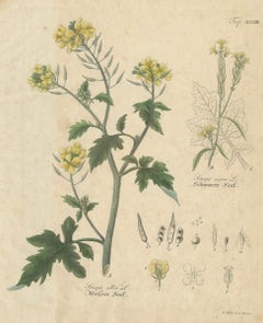 Antique Mustard Botanical Print, Sinapis Alba 
Nigra, c.1831