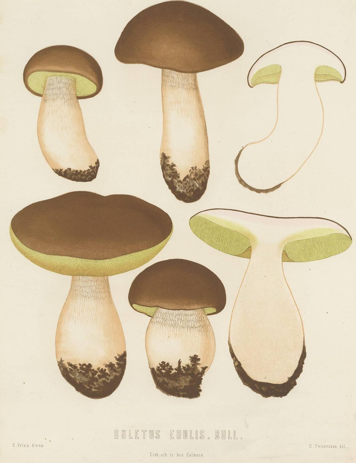Antique Mycology Print of Boletus Edulis by E.M. Fries, circa 1860