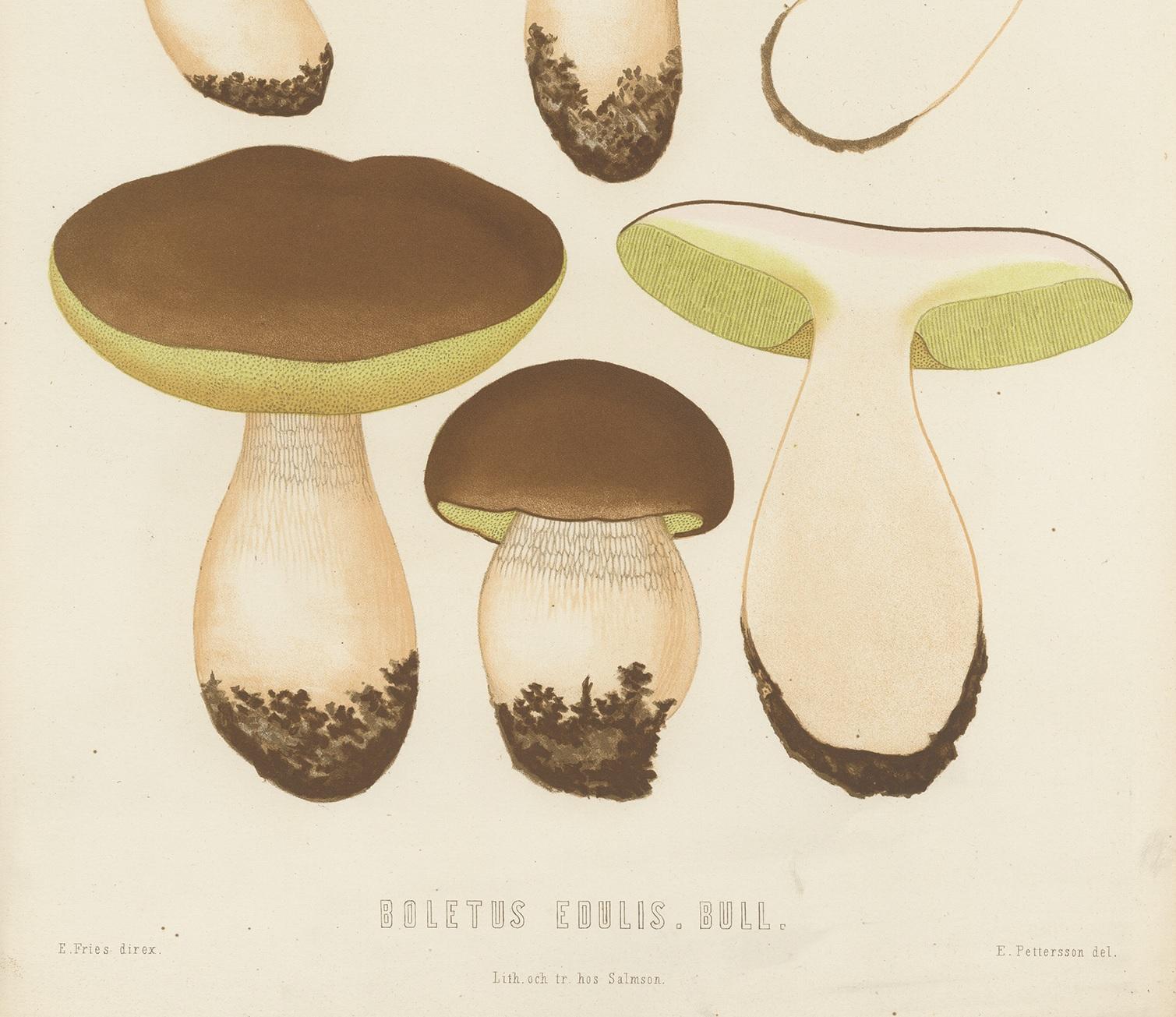 Antique Mycology Print of Boletus Edulis by E.M. Fries, circa 1860 In Good Condition For Sale In Langweer, NL