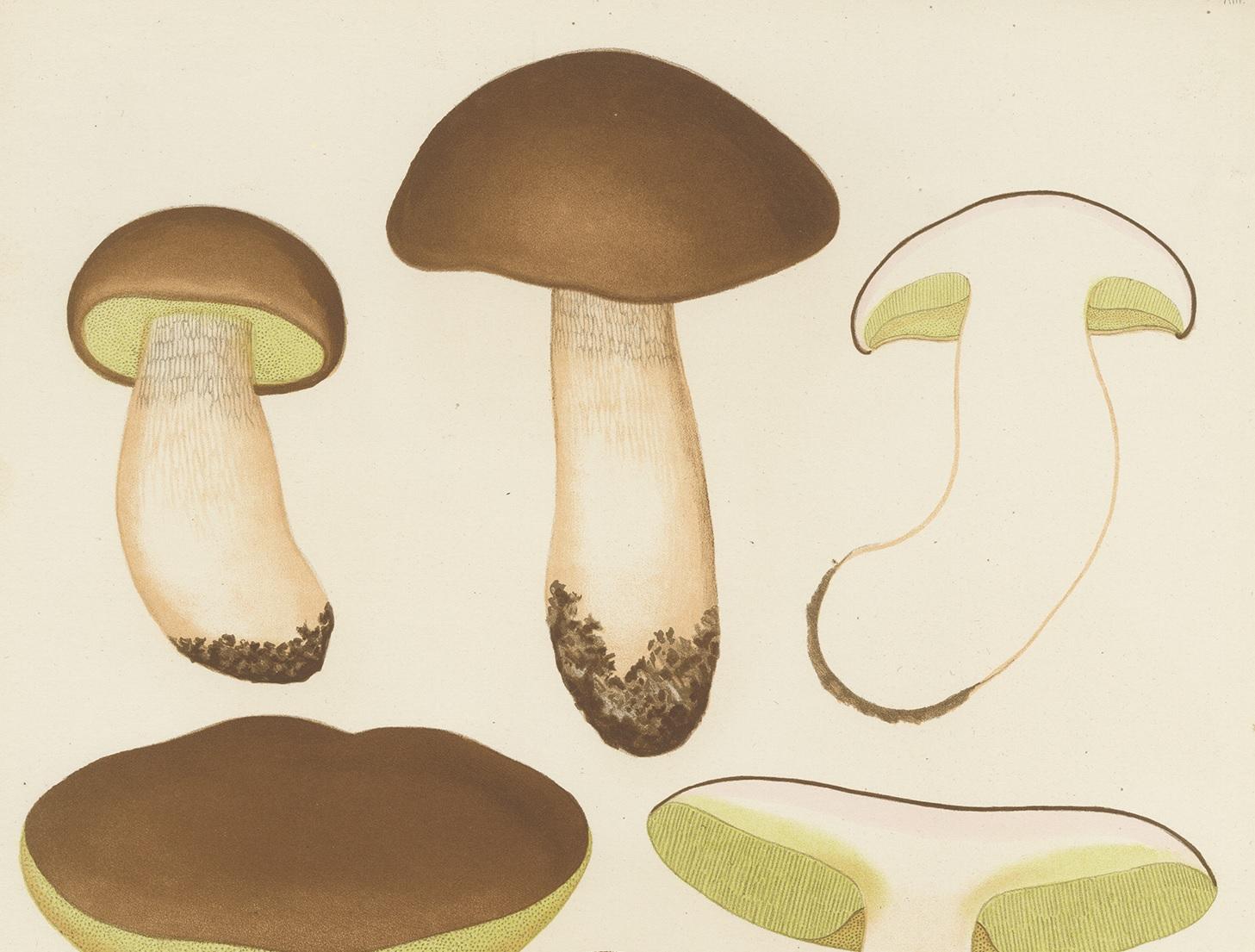 19th Century Antique Mycology Print of Boletus Edulis by E.M. Fries, circa 1860 For Sale