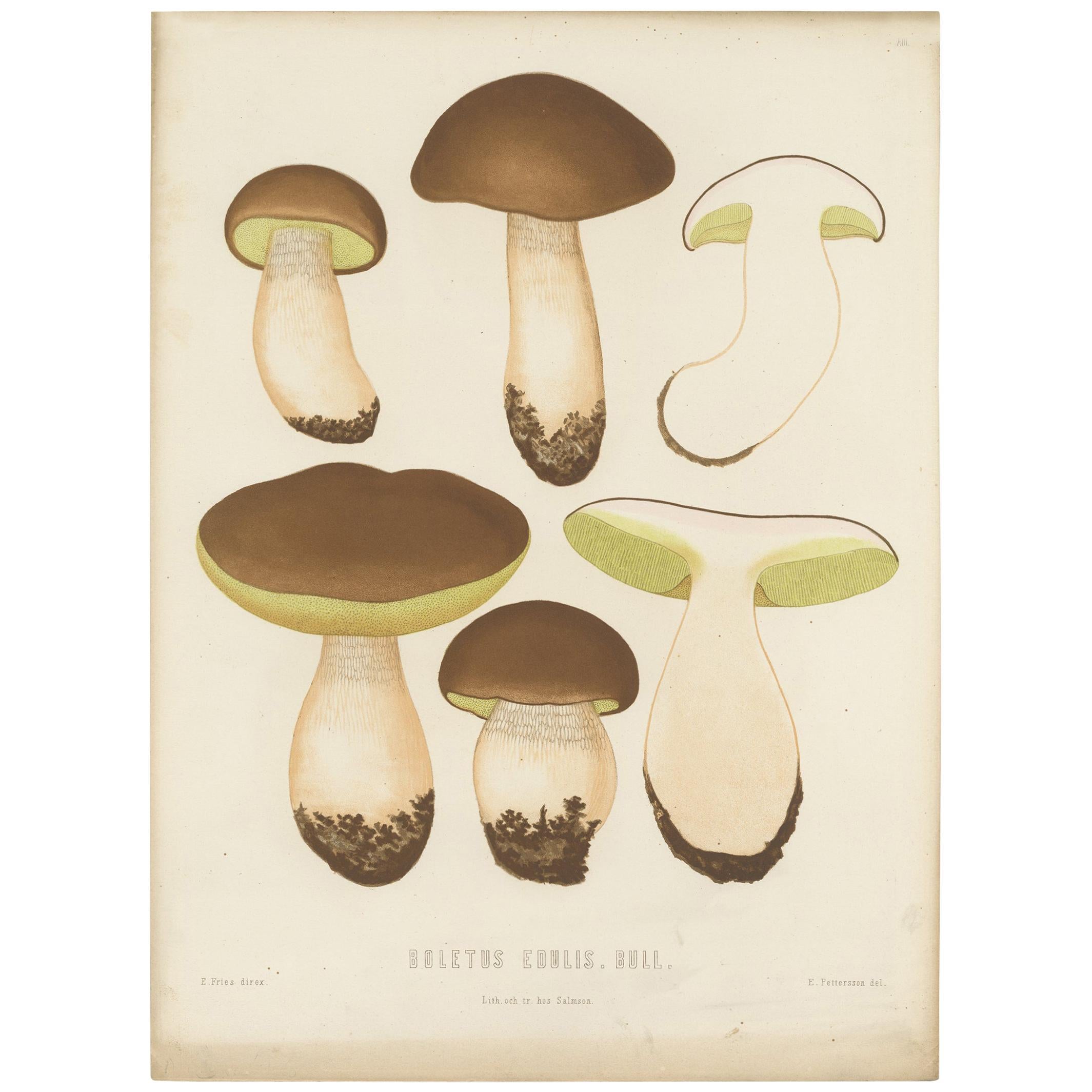 Antique Mycology Print of Boletus Edulis by E.M. Fries, circa 1860 For Sale