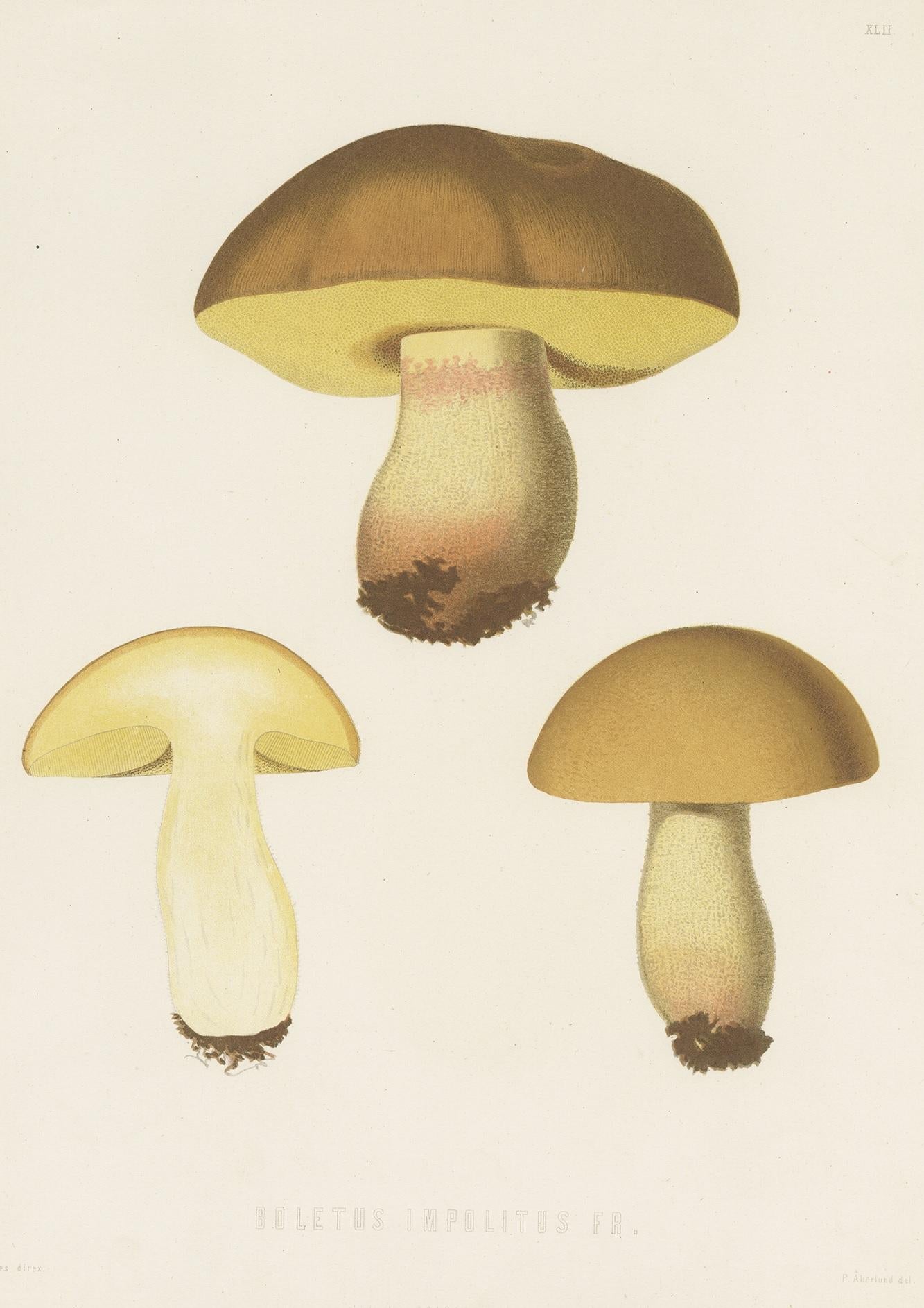 Antique mycology print titled 'Boletus Impolitus Fr.'. Impolitum is Latin, meaning 