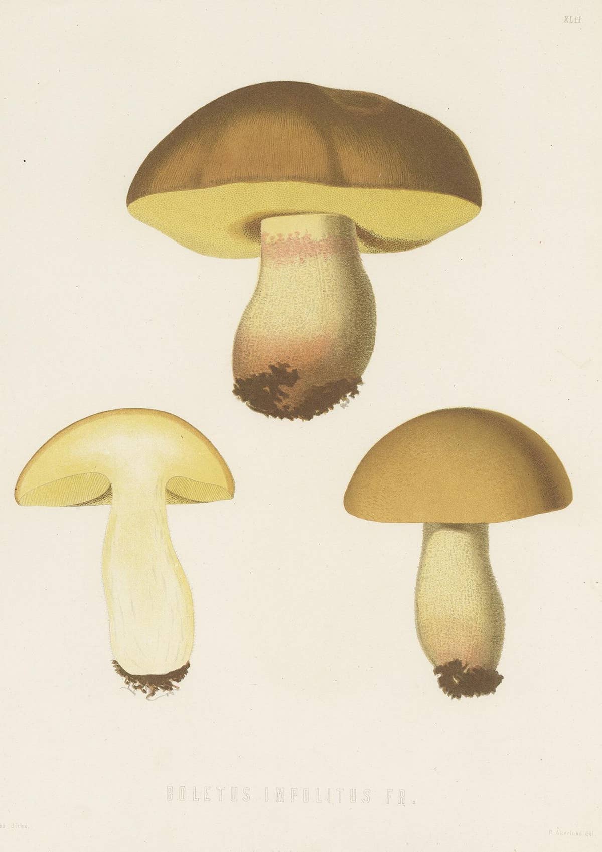 Antique Mycology Print of Hemileccinum Impolitum by E.M. Fries, circa 1860
