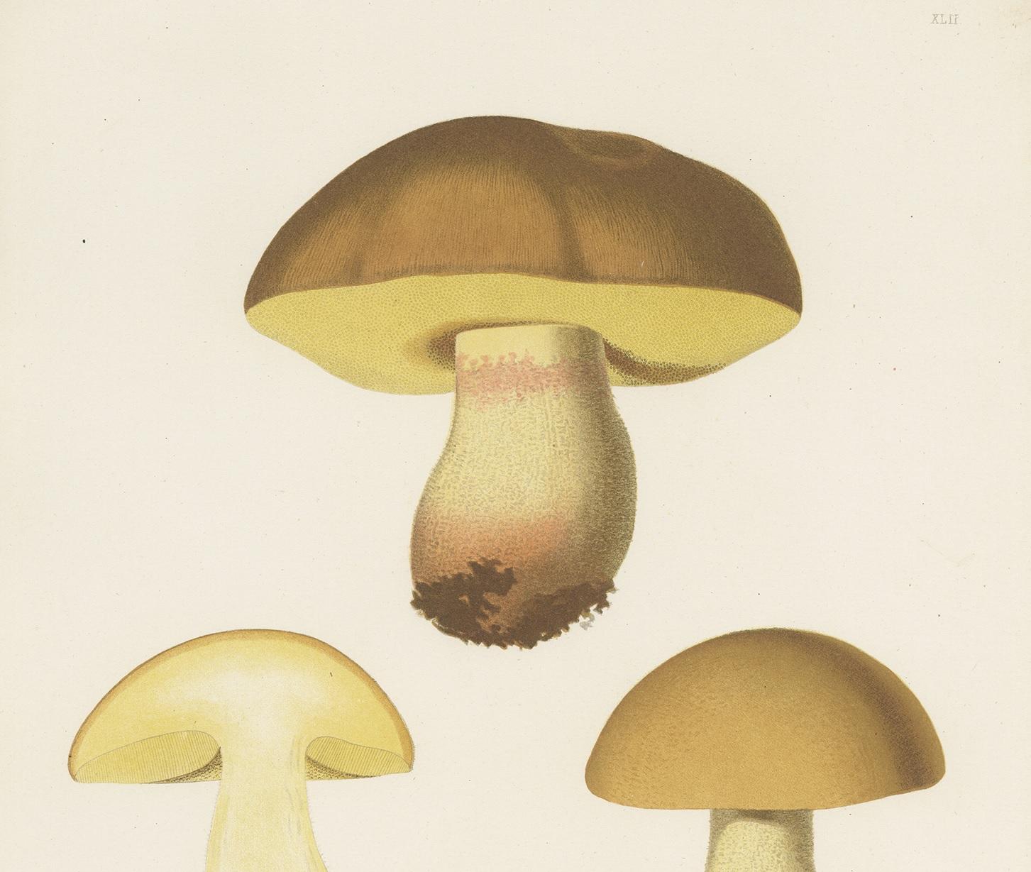 Antique Mycology Print of Hemileccinum Impolitum by E.M. Fries, circa 1860 In Good Condition For Sale In Langweer, NL
