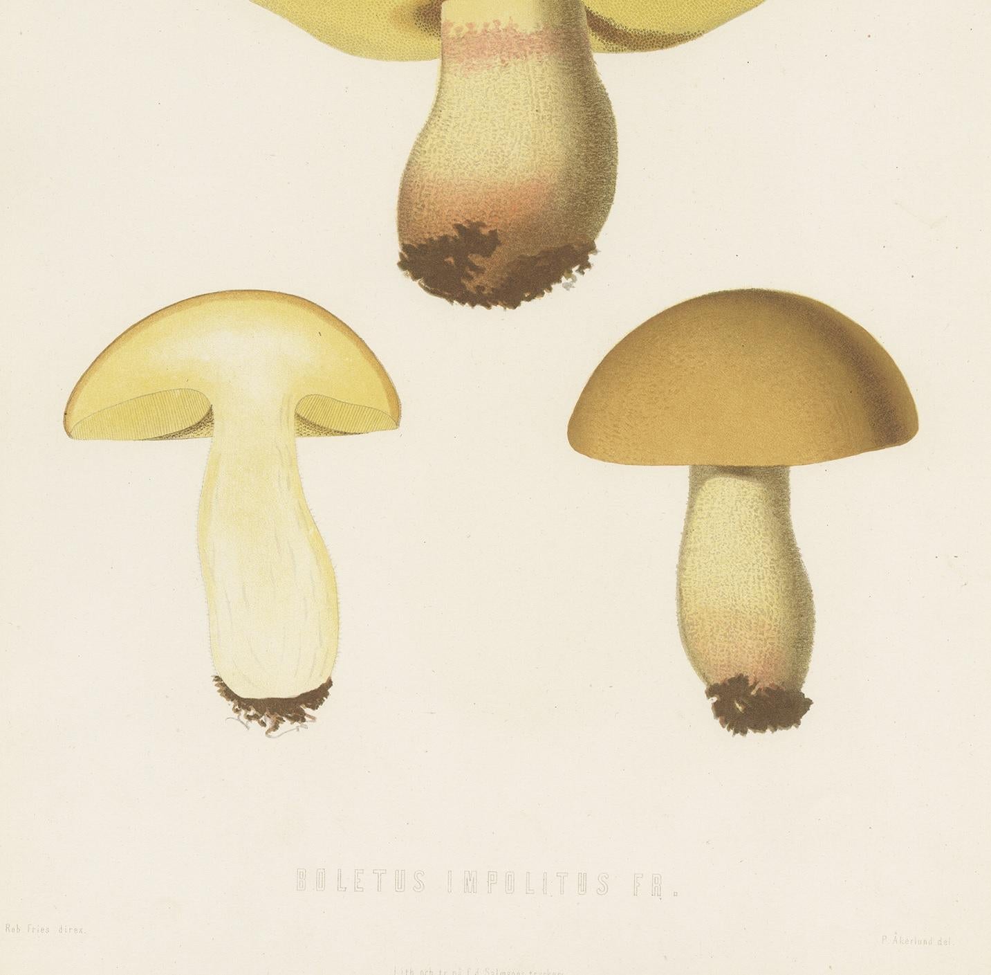 19th Century Antique Mycology Print of Hemileccinum Impolitum by E.M. Fries, circa 1860 For Sale