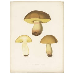 Antiker Mycology-Druck von Hemileccinum Impolitum von E.M. Friesen, um 1860