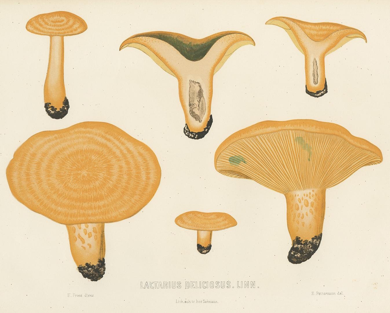 Antique mycology print titled 'Lactarius Deliciosus. Linn'. Lactarius deliciosus, commonly known as the saffron milk cap and red pine mushroom, is one of the best known members of the large milk-cap genus Lactarius in the order Russulales. It is