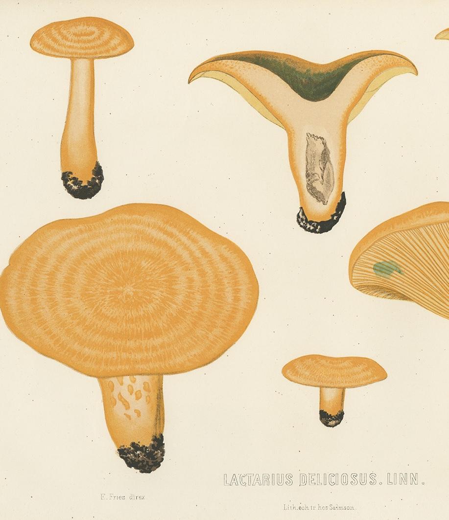 lactarius deliciosus price