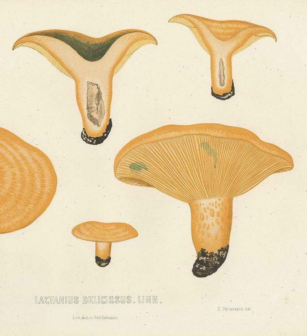 Antique Mycology Print of Lactarius Deliciosus by E.M. Fries, circa 1860