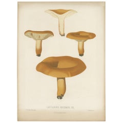 Antique Mycology Print of Lactifluus Volemus by E.M. Fries, circa 1860