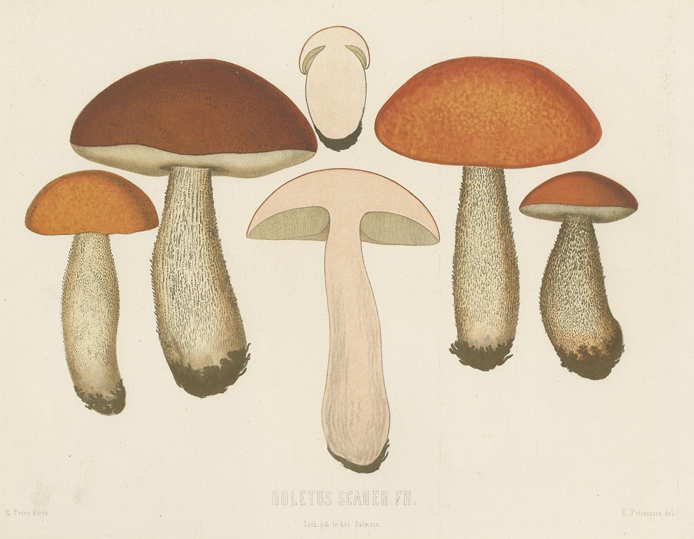 Antique mycology print titled 'Boletus Scaber Fr.'. Leccinum scabrum, commonly known as the rough-stemmed bolete, scaber stalk, and birch bolete, is an edible mushroom in the family Boletaceae, and was formerly classified as Boletus scaber. The