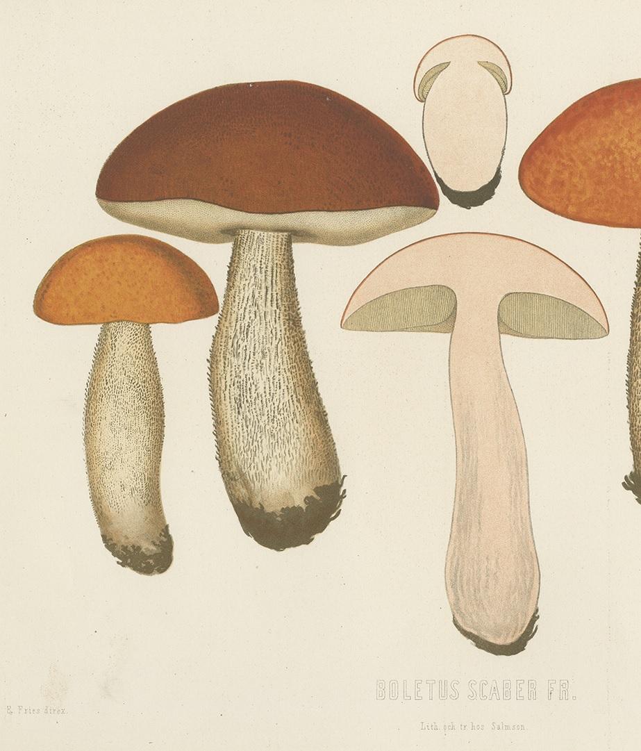Antique Mycology Print of Leccinum Scabrum by E.M. Fries, circa 1860 In Good Condition In Langweer, NL